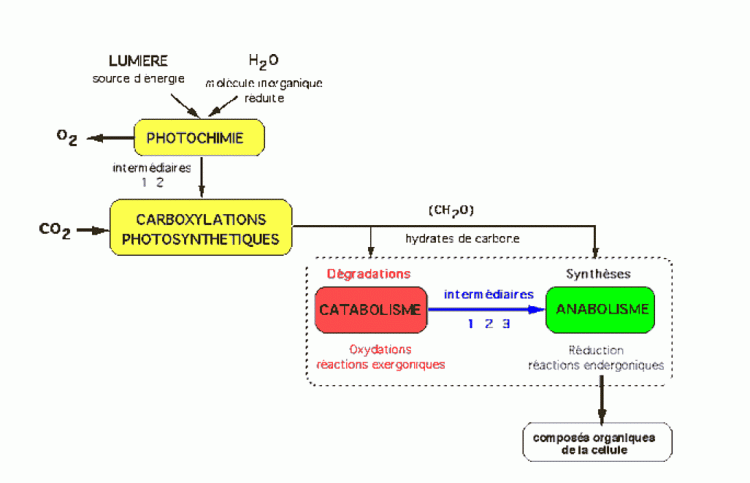 Schéma général du métabolisme d’une cellule autotrophe / phototrophe