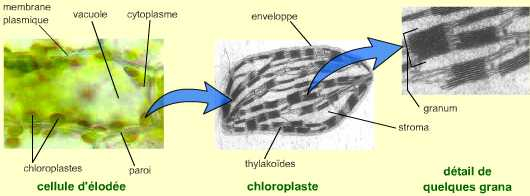 Photographies d’une cellule chlorophyllienne (d’élodée du Canada) et d’un chloroplaste