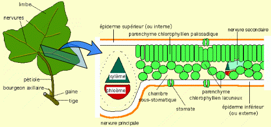 Structure schématique d’une feuille d’Angiosperme dicotylédone