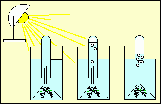 Expérience de dégagement de dioxygène par une élodée à la lumière