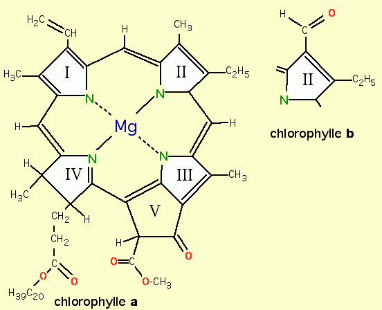 Formules des chlorophylles a et b