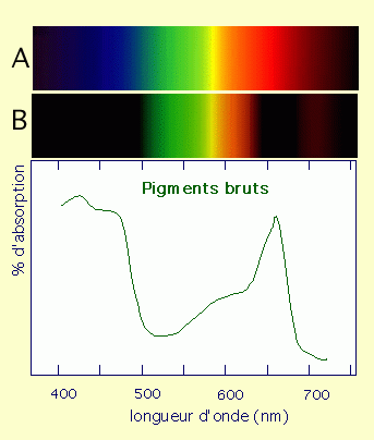 Spectre d’absorption des pigments bruts extraits à partir d’une feuille