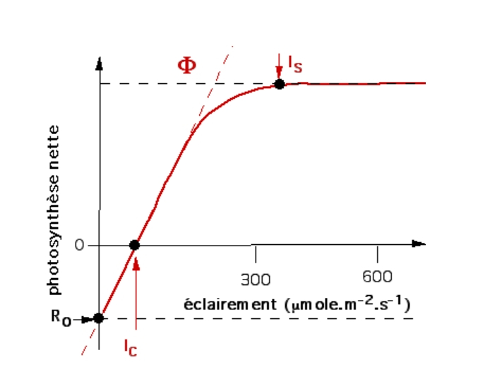 Influence de l’éclairement sur la photosynthèse nette