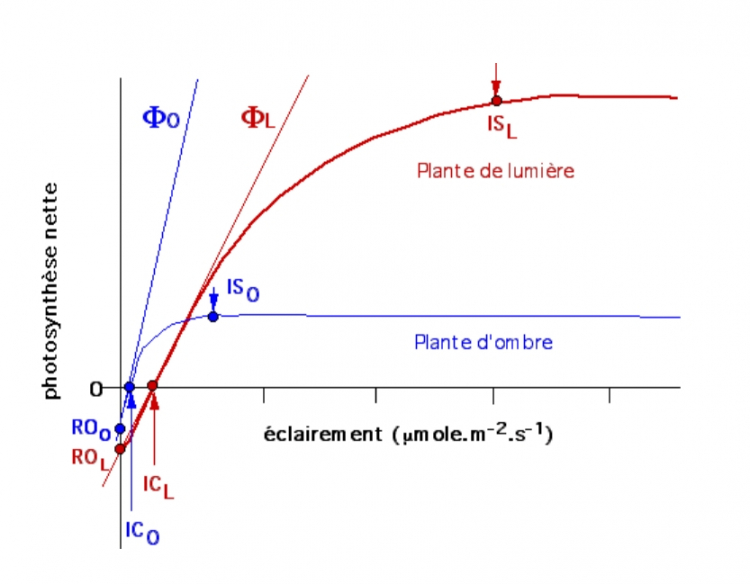 Courbes de saturation de la photosynthèse en fonction de la densité du flux de photons chez une plante de lumière et une plante d’ombre