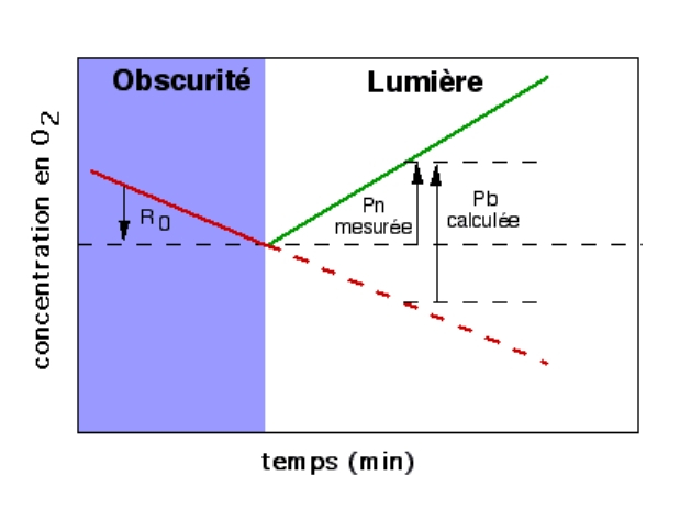 Évolution de la concentration en dioxygène à l’obscurité et à la lumière lors de la photosynthèse