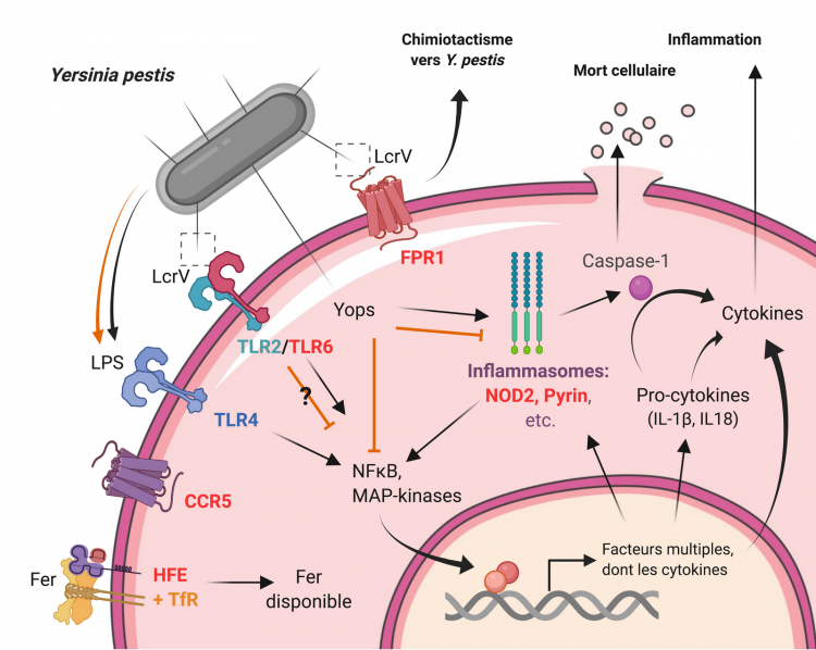 Mécanismes moléculaires impliqués dans les interactions entre Yersinia pestis et son hôte