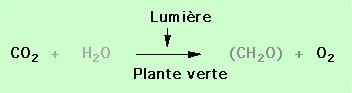 Bilan gazeux de la photosynthèse