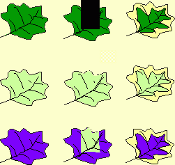 Expérience de production de matière organique dans une feuille