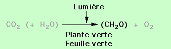 Bilan de la production de matière organique de la photosynthèse