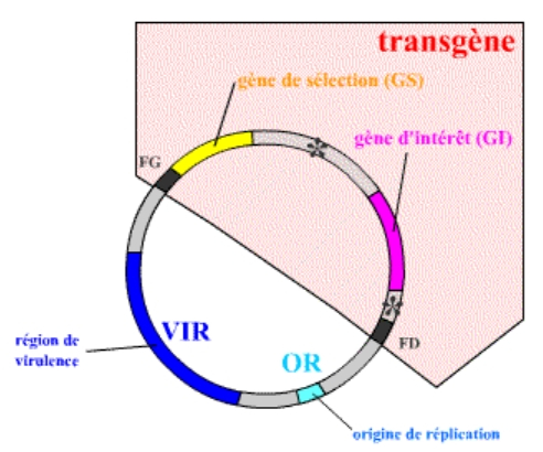 Un vecteur simple utilisable en transgenèse par Agrobacterium tumefaciens