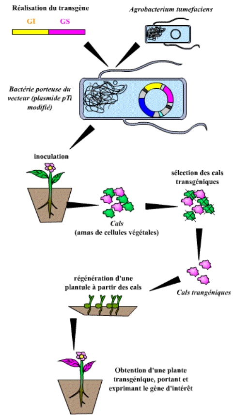 Résumé des étapes de la réalisation d’une plante transgénique grâce à Agrobacterium tumefaciens