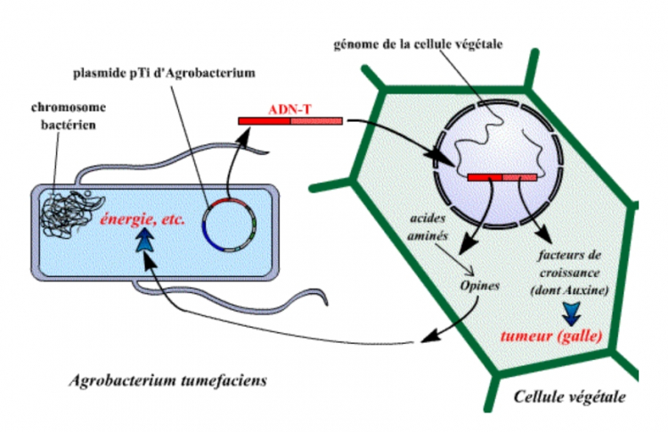 Agrobacterium transfère un fragment d’ADN (l’ADN-T) dans le génome de la plante