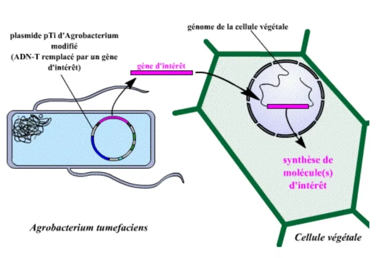 Le remplacement de l’ADN-T par un gène d’intérêt permet d’envisager une technique de transgenèse