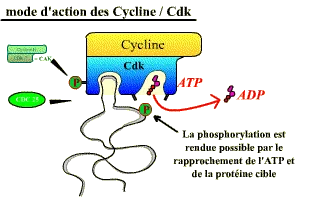 Mode d'action d'une Cycline / Cdk activée