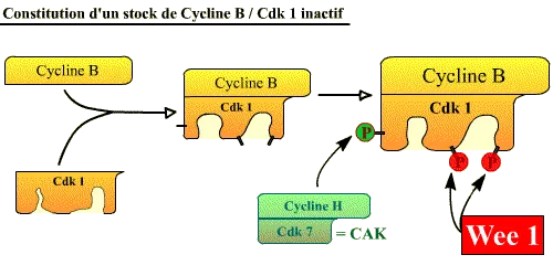 Constitution d'un stock de Cycline B / Cdk 1 inactif