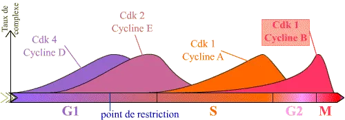 Abondance des complexes Cycline / Cdk au cours du cycle cellulaire