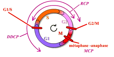 Mécanismes de surveillance du cycle et points de transition essentiels