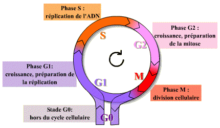 Les différentes phases du cycle cellulaire