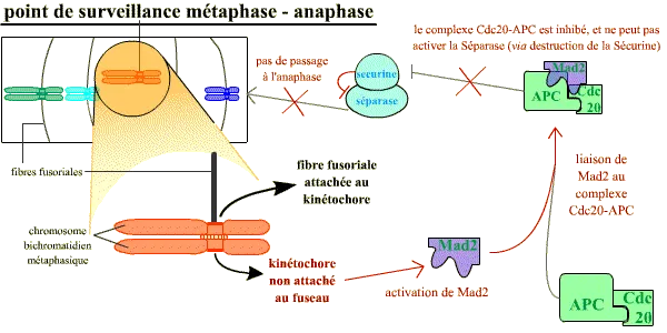 Point de surveillance métaphase - anaphase