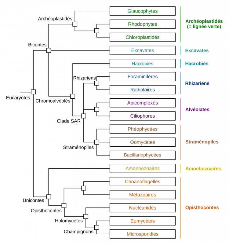 Arbre phylogénétique des Eucaryotes