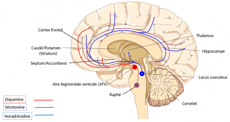 Coupe sagittale de cerveau montrant les trois principaux ensembles de neurones modulateurs