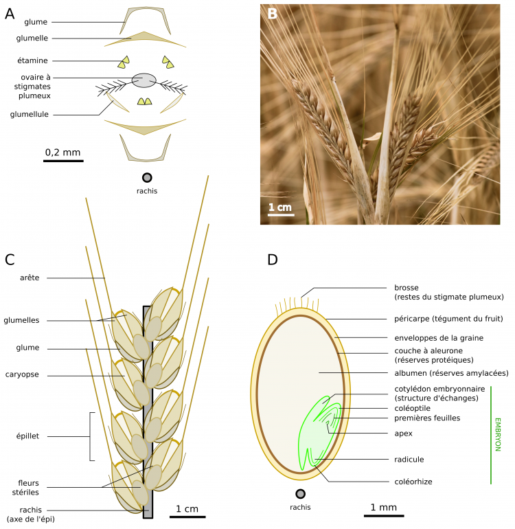 Anatomie de l'orge à deux rangs