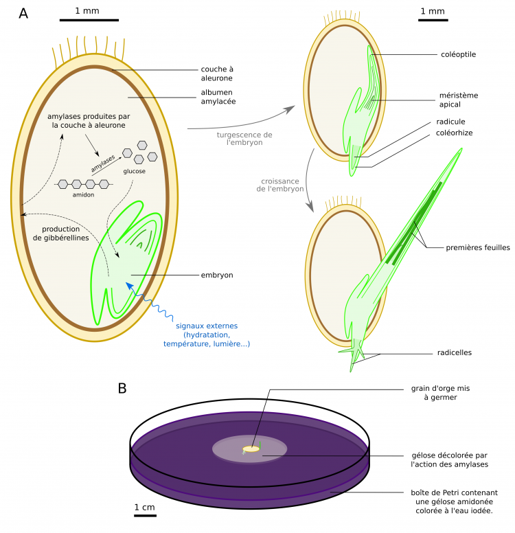 Processus de germination du grain d'orge