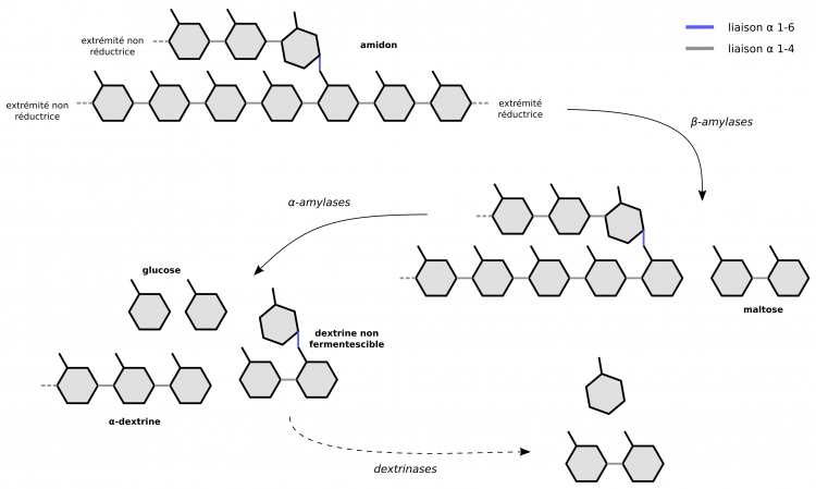 Dégradation enzymatique de l'amidon par les amylases du malt durant l’empâtage
