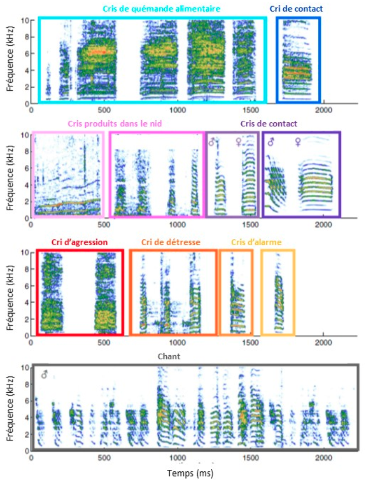 Spectrogrammes de différents types de vocalisations produites par les diamants mandarins domestiques