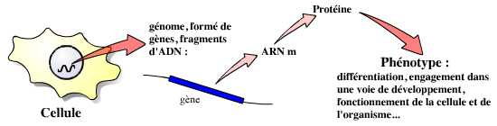 Le génotype commande le phénotype