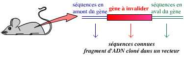 Préalable indispensable avant l’invalidation d’un gène
