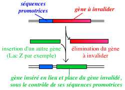 Un exemple de méthode pour invalider un gène