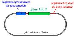 Un exemple de vecteur de recombinaison homologue