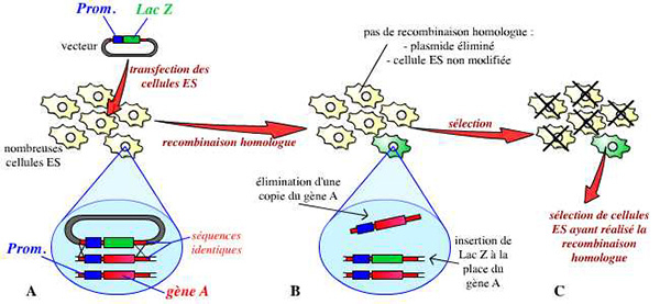 Réalisation de cellules ES modifiées