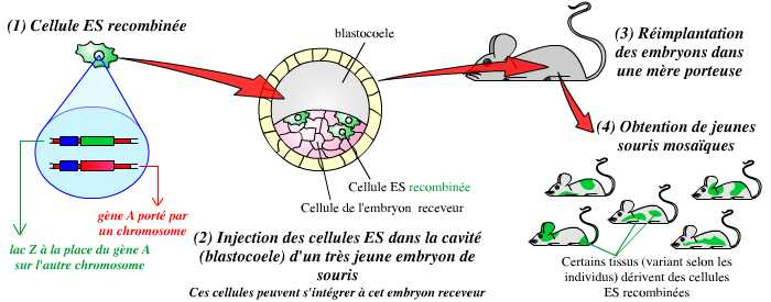 Des cellules ES recombinées aux souris mosaïques