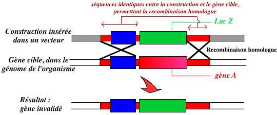 Principe de l’invalidation d’un gène