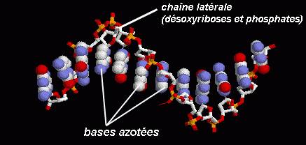 L’ADN est formé de l’association de nucléotides, qui forment de longues chaînes.