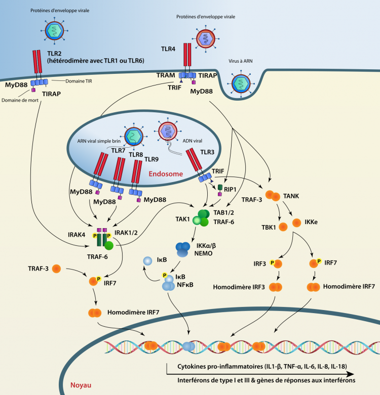Les voies de signalisation des TLR