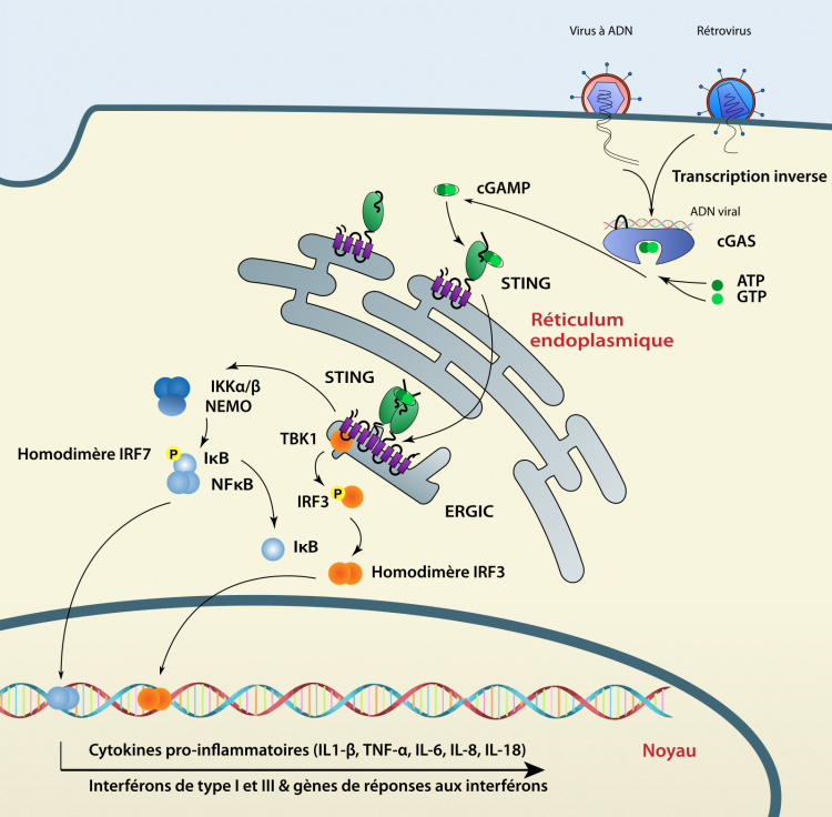 La voie de signalisation cGAS-STING