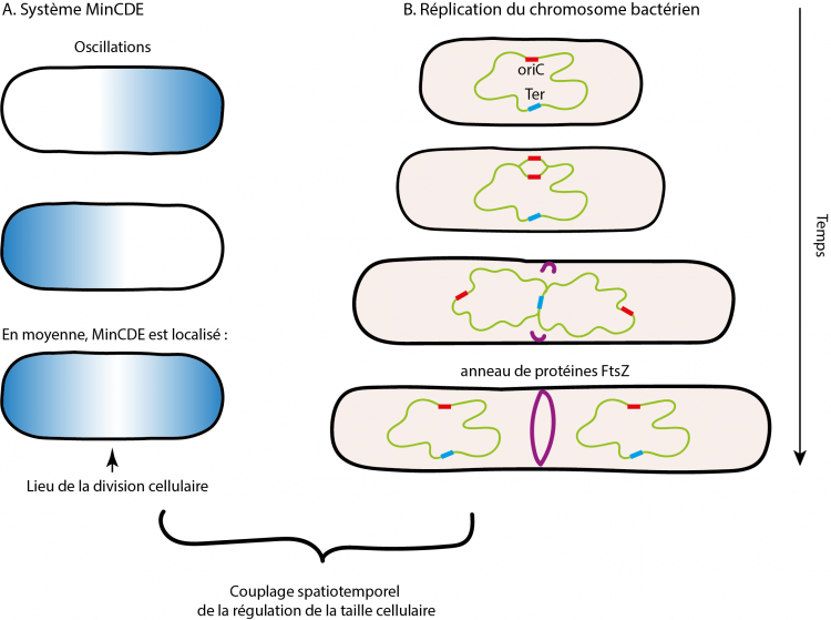 Régulation de la taille cellulaire chez Escherichia coli