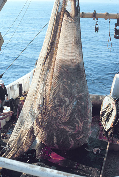 Pêche au chalut