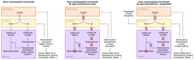 Rôle de l’axe hypothalamo-hypophyso-testiculaire dans la spermatogenèse et principe de la contraception hormonale