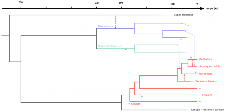 Relations phylogénétiques entre Néandertaliens, Dénisoviens et Homo sapiens