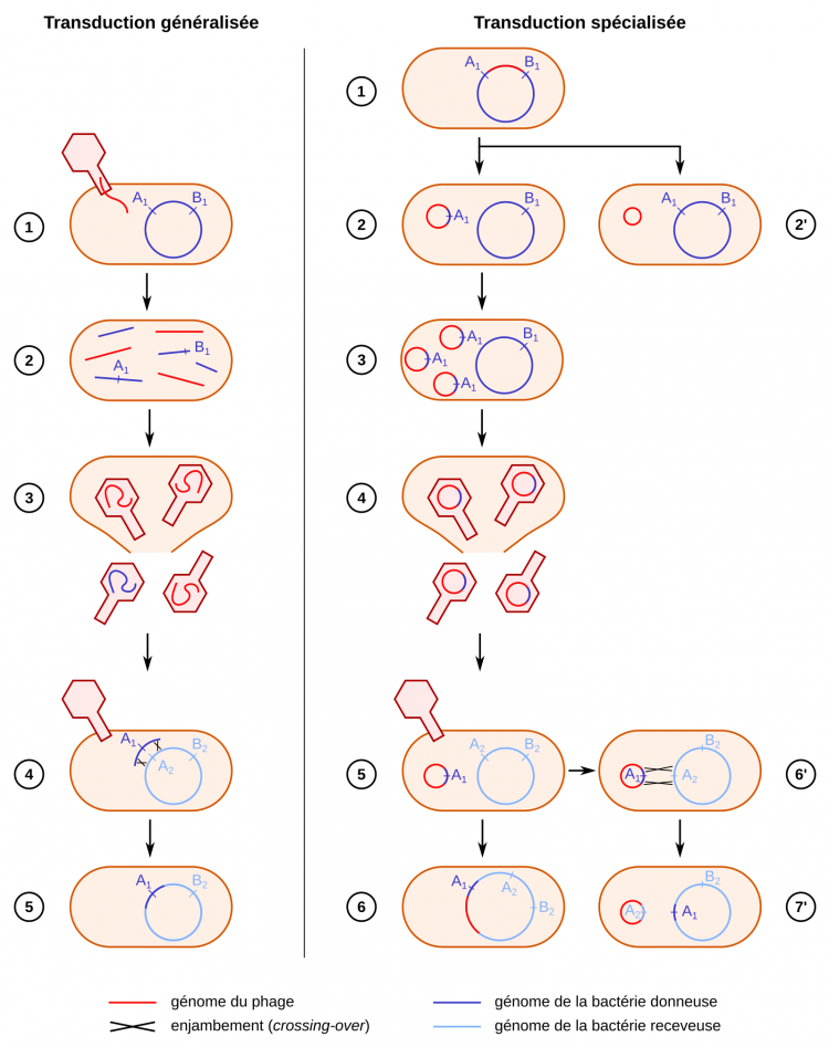 Transduction généralisée et transduction spécialisée