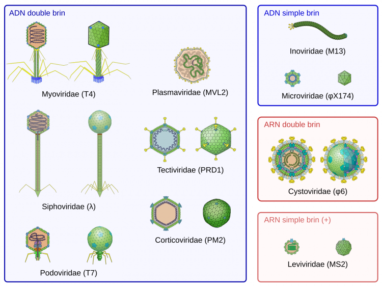 Diversité des morphotypes observés chez les bactériophages