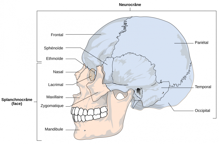 Structure du crâne humain