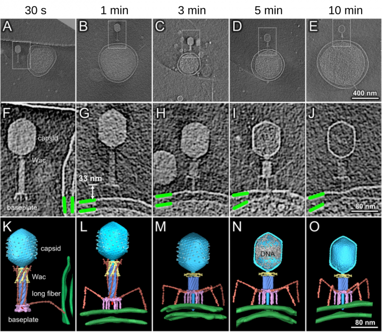 Différentes conformations des virions durant l’initiation de l’infection