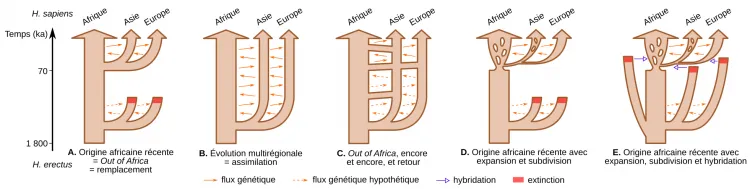 Modèles d’évolution humaine « Out-of-Africa » (remplacement) et « multirégional » (assimilation) et leurs variantes