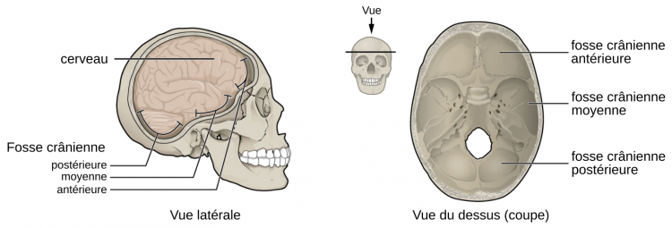 Les fosses crâniennes