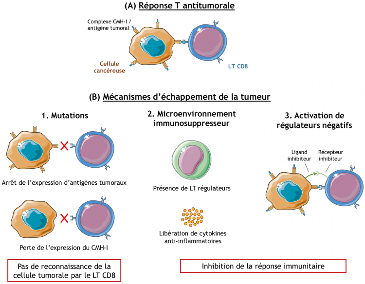 Mécanismes d’échappement de la tumeur au système immunitaire